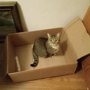 Image of Cocoa, Lost Cat