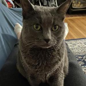 Image of Miles, Lost Cat