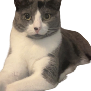 Lost Cat Mango