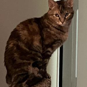 Image of Lucy, Lost Cat