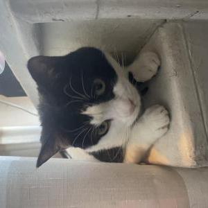 Image of Moo, Lost Cat