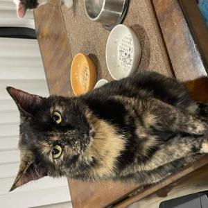 Image of Mama kitty, Lost Cat