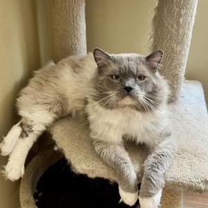 Image of Meow, Lost Cat