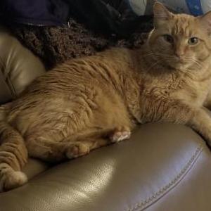 Lost Cat Koa