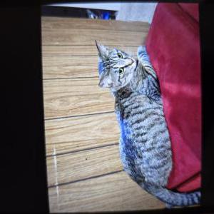 Image of Marcy, Lost Cat