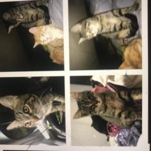 Image of Bizzy, Lost Cat