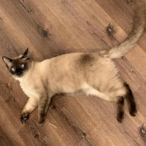 Image of Hershey, Lost Cat
