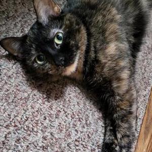Image of Billie, Lost Cat