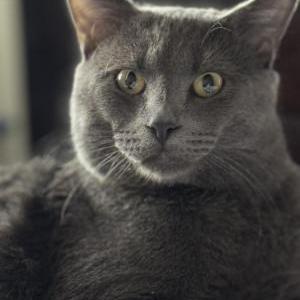 Lost Cat Remia