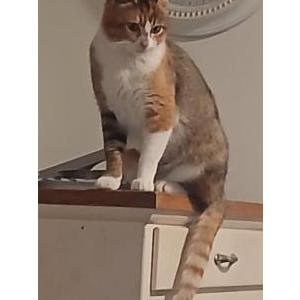 Image of Gracey, Lost Cat