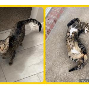 Lost Cat Pancho