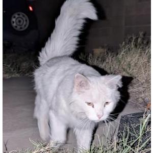 Image of unknown, Found Cat
