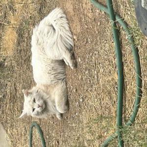 Image of unknown, Found Cat