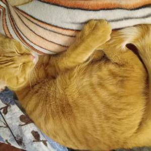 Lost Cat Little Biscuit