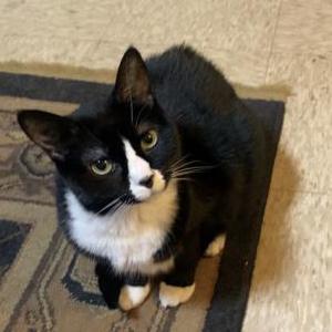 Image of Bella, Lost Cat