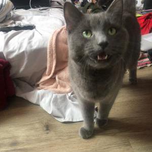 Lost Cat Nouri