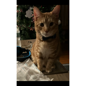 Lost Cat Boba