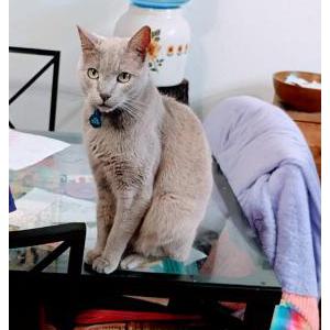 Image of Kittu Sir Pussafus, Lost Cat