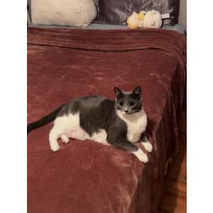 Image of Cleo, Lost Cat
