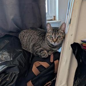 Image of Lucy, Lost Cat