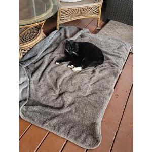 Lost Cat Ollie
