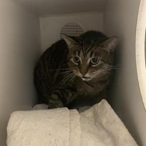 Lost Cat Chonketta