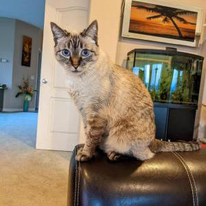 Image of Coco, Lost Cat