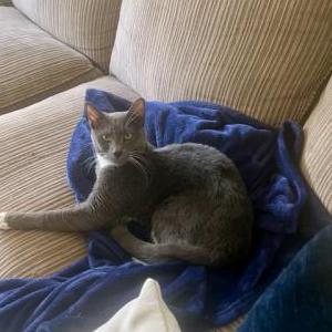 Lost Cat Bailey