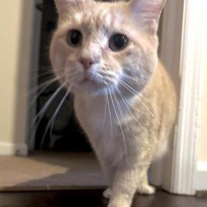 Found Cat Found/Unknown Cat