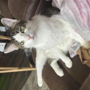 Lost Cat Oof
