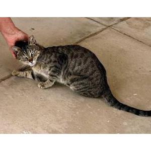 Image of unknown, Found Cat