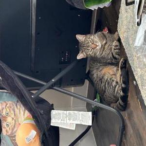 Lost Cat Oop