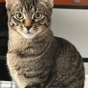 Lost Cat Mateus