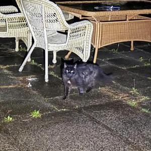 Image of Unknown, Found Cat