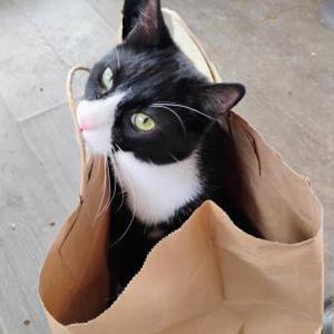 Image of Spanky, Lost Cat