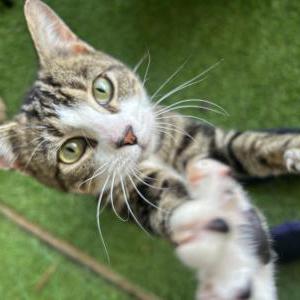 Image of Unknown, Found Cat