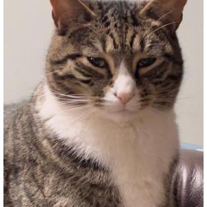 Lost Cat Spicy