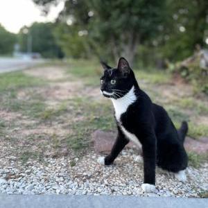 Lost Cat Luna