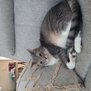 Image of Carter, Lost Cat