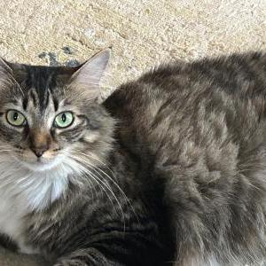 Image of Munch, Lost Cat