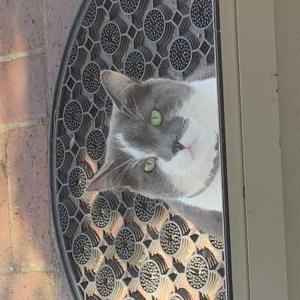 Image of Thumper, Lost Cat