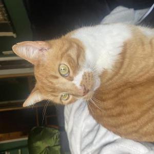 Lost Cat Little Man