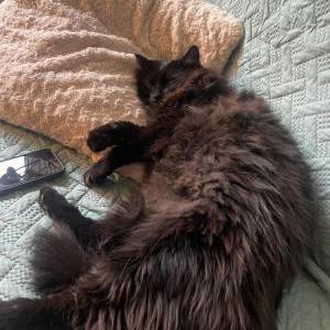 Image of Spot, Lost Cat