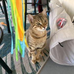 Lost Cat Kobi