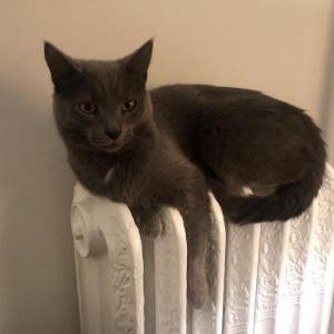 Image of Moos, Lost Cat