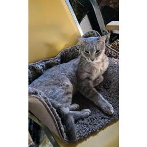 Found Cat Unknown