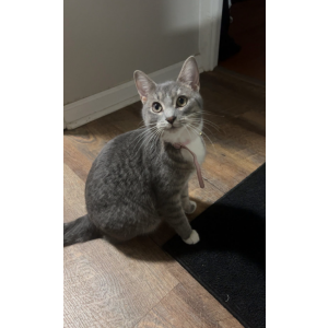 Lost Cat Lillith