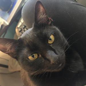Lost Cat Lucky