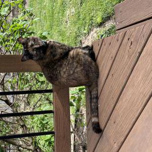 Lost Cat Harley
