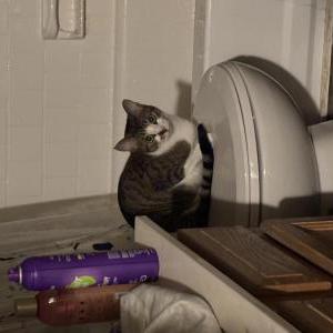 Lost Cat Piper